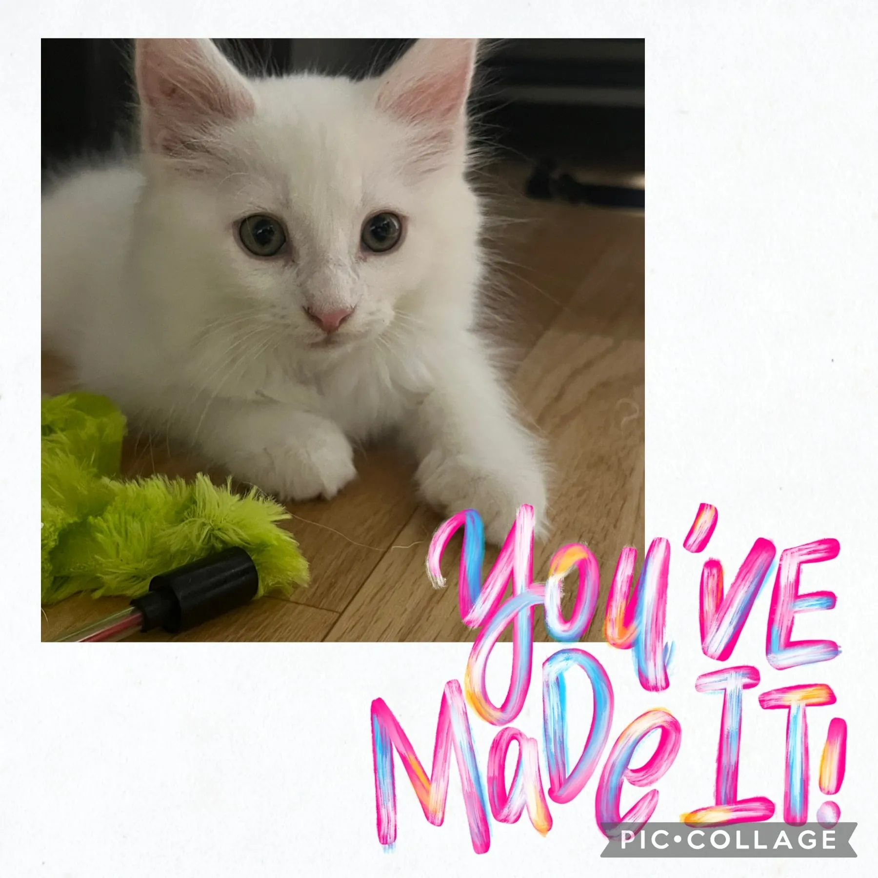 【子猫】メインクーン